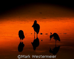 Three Amigos - Image taken in SW Florida with a Nikon D20... by Mark Westermeier 